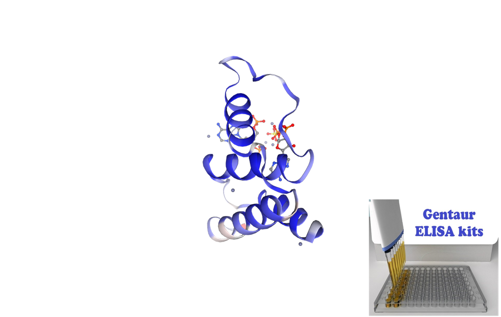 Human DBI (Diazepam Binding Inhibitor) / acyl-CoA binding protein (ACBP) ELISA Kit - 96 wells plate