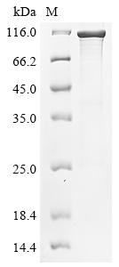 Recombinant Bordetella Pertussis brkA Protein (aa 1-1010), E. coli expression - 3 MG