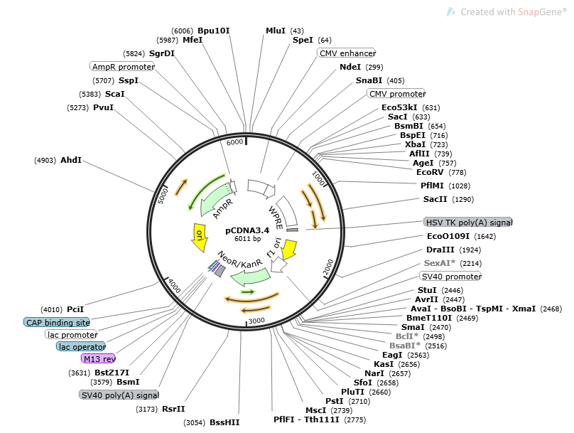 [0820-PVT16033] pCDNA3.4 Plasmid - 2ug