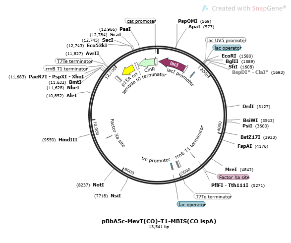 [0820-PVT17450] pBbA5c-MevT(CO)-T1-MBIS(CO, ispA) plasmid - 2ug