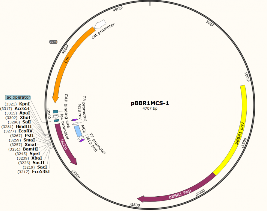 [0820-PVT5601] pBBR1MCS-1 plasmid - 2 µg