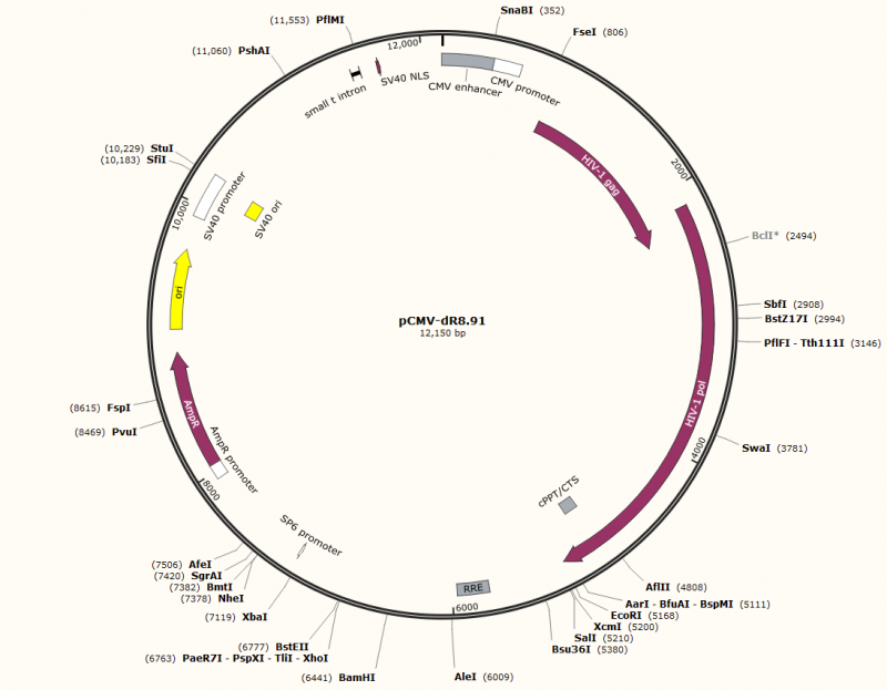 PCMV- DR8.91 plasmid - 2 µg
