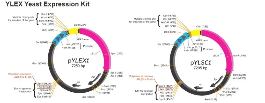 YLEX Expression Kit - 1 Kit
