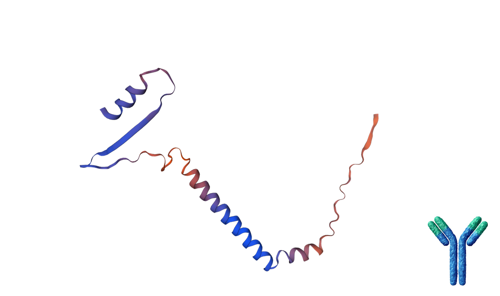 Sheep Anti-Tyrosine Hydroxylase Antibody - 150 µL