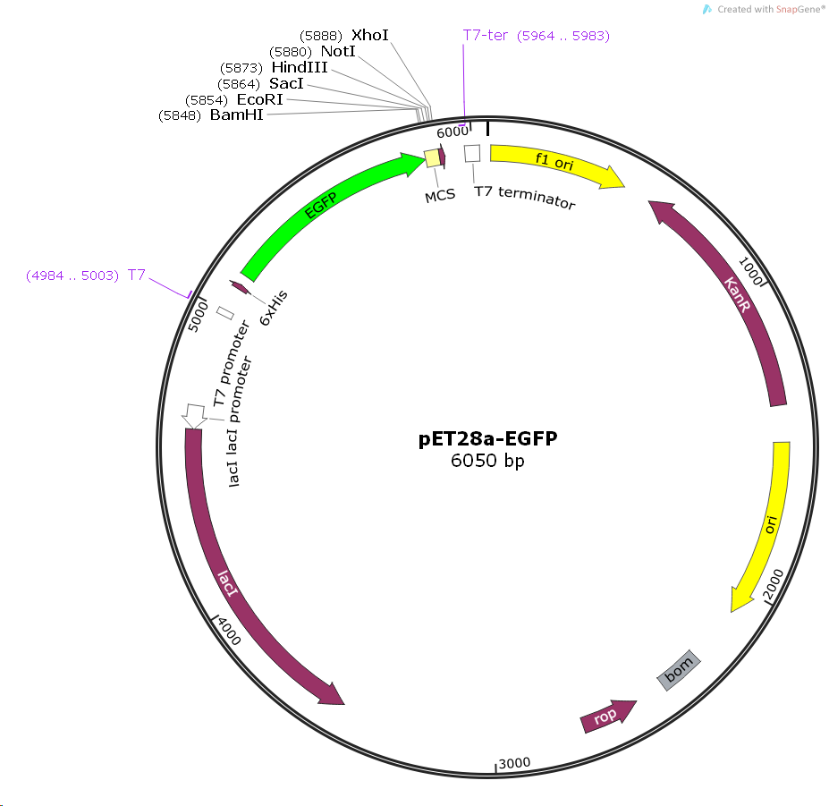 pET28a- EGFP, 2 ug