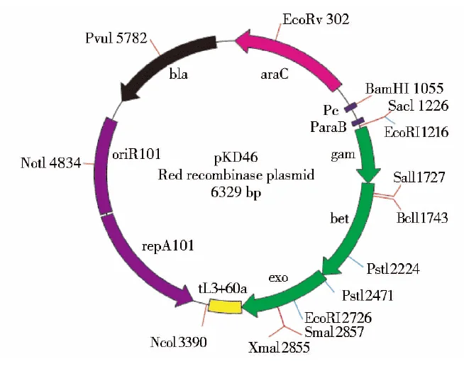 [0820-PVT6005] pKD46 plasmid - 2 µg