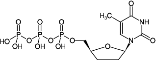 ddTTP (2',3'-Dideoxythymidine-5'-triphosphate, Trilithium salt), 5 μmol - 5 x 10 μl