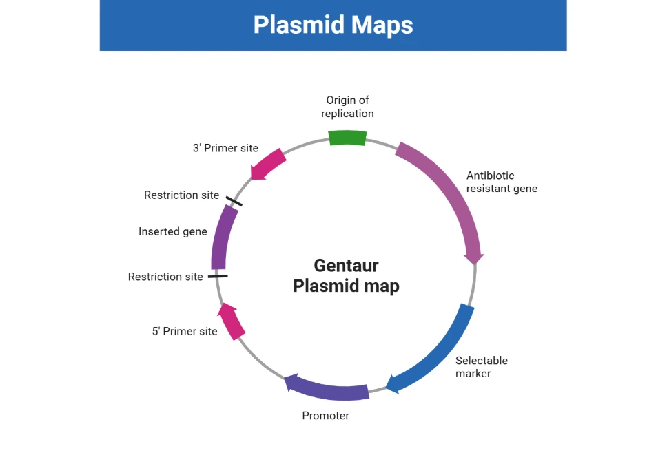 AAV-DJ/8 Rep-Cap Plasmid - 10 ug