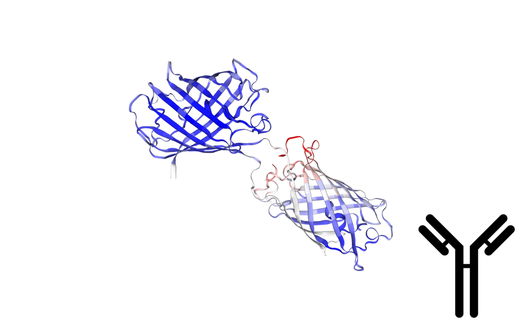  Goat anti-RFP Polyclonal IgG Antibody - 300 µg