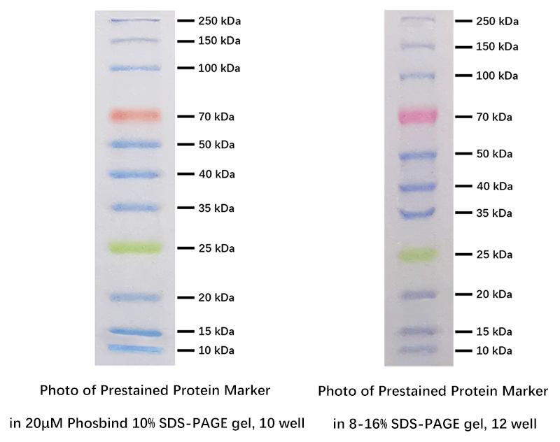 Prestained Protein Marker (Triple color, EDTA free, 10-250 kDa) - 2x 250 uL