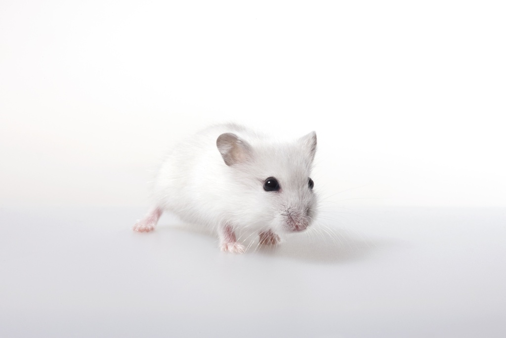 FD Rapid GolgiStain™ Kit (Large, for up to 50 mouse brains)