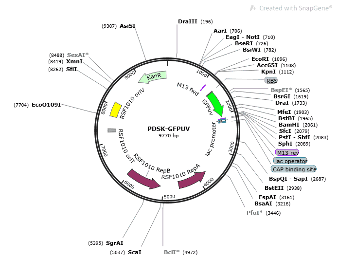 pDSK-GFPuv plasmid - 2 µg