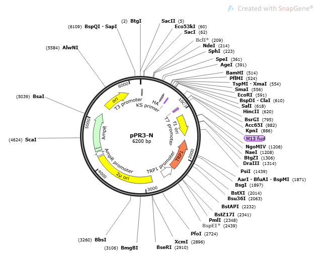 [0820-PVT11260] pPR3- N plasmid - 2ug