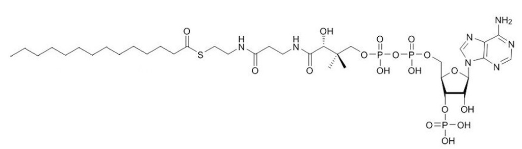 Myristoyl coenzyme A Sodium Salt (CAS 3130-72-1) - 10mg