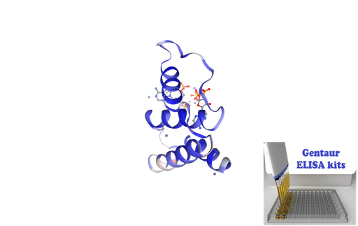 [0855-ELK4965-96T] Human DBI (Diazepam Binding Inhibitor) / acyl-CoA binding protein (ACBP) ELISA Kit - 96 wells plate