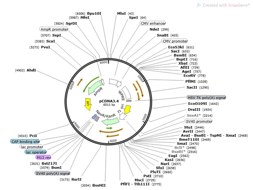 [0820-PVT16033] pCDNA3.4 Plasmid - 2ug