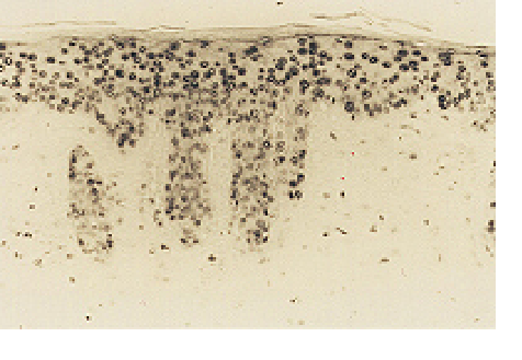 [0050-MOG-020P] Anti 8-OHdG monoclonal antibody (N45.1) - 20 ug